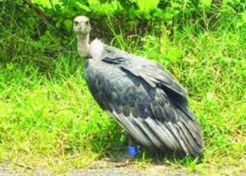 Rare vulture seen in shindewahi forest Pune