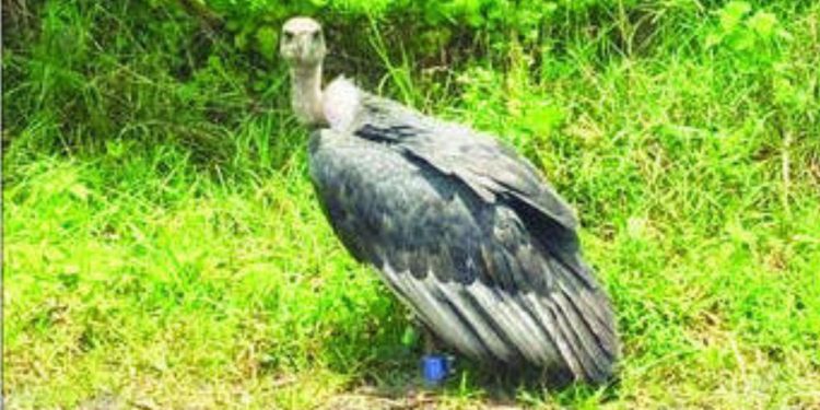 Rare vulture seen in shindewahi forest Pune