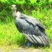 Rare vulture seen in shindewahi forest Pune