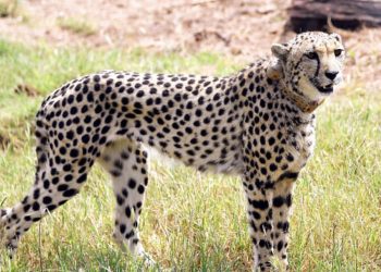 Namibian cheetah Pawan found dead at MP’s Kuno National Park