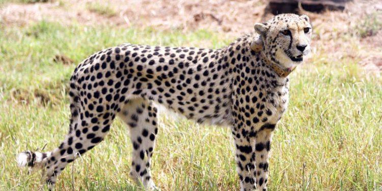 Namibian cheetah Pawan found dead at MP’s Kuno National Park