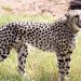 Namibian cheetah Pawan found dead at MP’s Kuno National Park