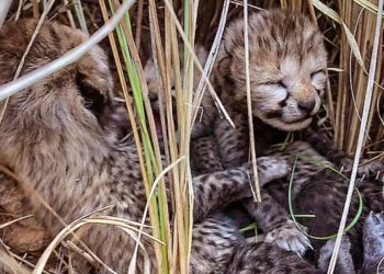 Indian Delegations Visit to South Africa Deferred After Another Cheetah Dies Kenya Also On the List