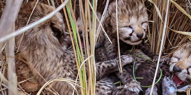 Indian Delegations Visit to South Africa Deferred After Another Cheetah Dies Kenya Also On the List