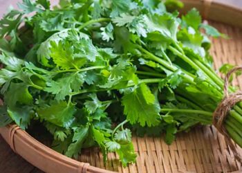 Coriander Prices Surge In Pune Markets