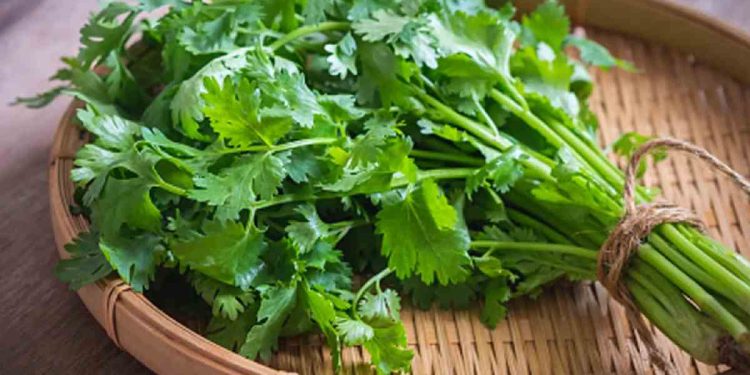 Coriander Prices Surge In Pune Markets