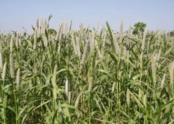 Bajra crop increased in pune district this year