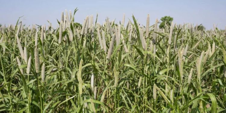 Bajra crop increased in pune district this year