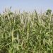 Bajra crop increased in pune district this year