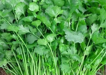 Farmers get rs 400 per coriander judi in nashik