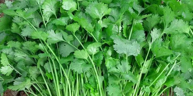 Farmers get rs 400 per coriander judi in nashik