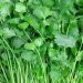 Farmers get rs 400 per coriander judi in nashik