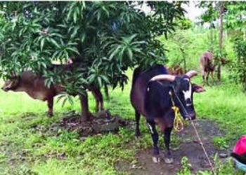 five animal saved by gorarkshak in karjat raigad