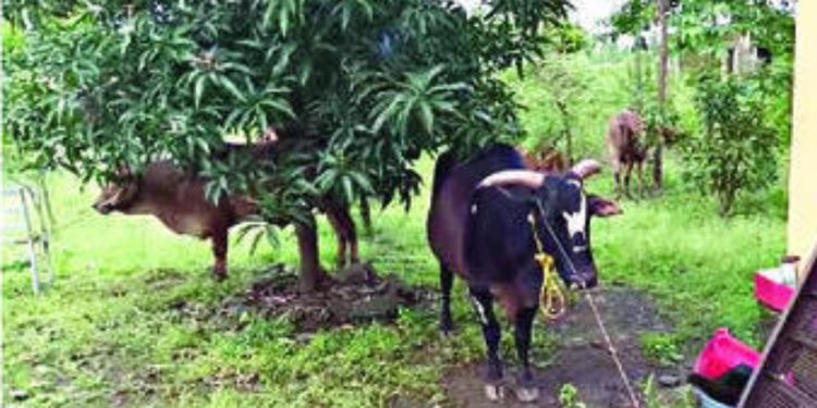 five animal saved by gorarkshak in karjat raigad