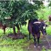 five animal saved by gorarkshak in karjat raigad