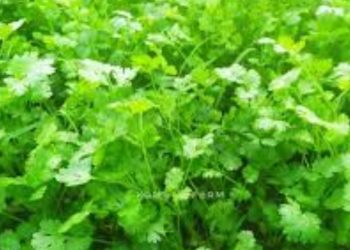 coriander prices hiked in nashik due to heavy rain