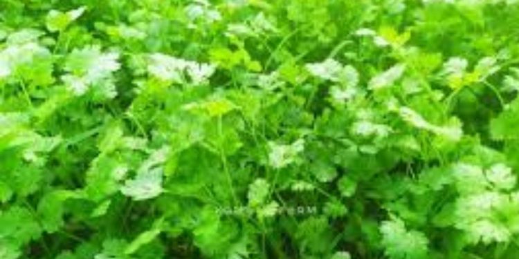 coriander prices hiked in nashik due to heavy rain