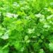 coriander prices hiked in nashik due to heavy rain