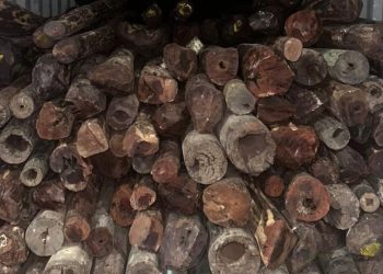 SIIB Foils 10 Crore Red Sandalwood Smuggling Plot in uran, Arrests Importer-Exporter Code Holder