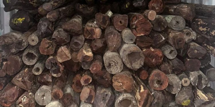 SIIB Foils 10 Crore Red Sandalwood Smuggling Plot in uran, Arrests Importer-Exporter Code Holder