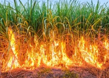 five acres sugarcane caught with fire in darekarwadi shirur pune