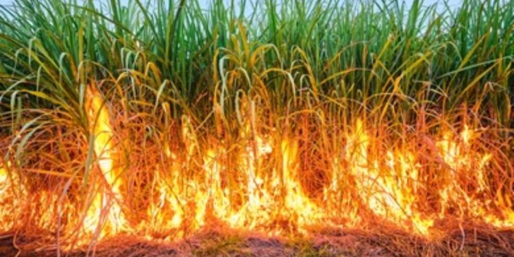 five acres sugarcane caught with fire in darekarwadi shirur pune