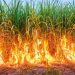 five acres sugarcane caught with fire in darekarwadi shirur pune