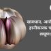 Are you consuming Chinese garlic India on alert know Why it is harmful for you