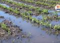 fund sanctioned to farmers for damage and loss crop due to excessive rain