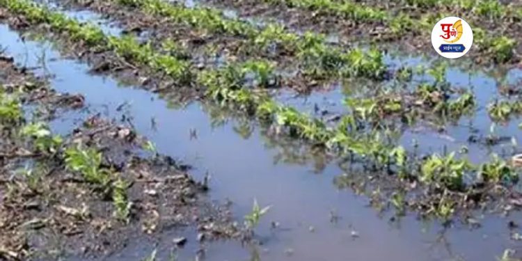 fund sanctioned to farmers for damage and loss crop due to excessive rain