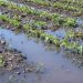 fund sanctioned to farmers for damage and loss crop due to excessive rain