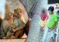 Monkeys save 6-year-old girl from rape attempt in Uttar Pradesh