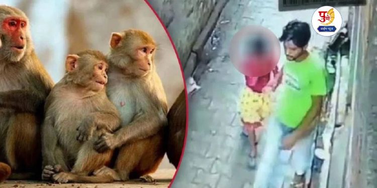 Monkeys save 6-year-old girl from rape attempt in Uttar Pradesh