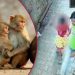 Monkeys save 6-year-old girl from rape attempt in Uttar Pradesh