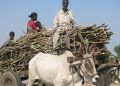 Sugarcane harvesting season starts on 15 november in maharashtra