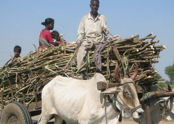 Sugarcane harvesting season starts on 15 november in maharashtra