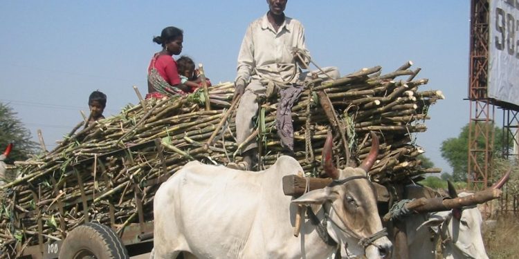 Sugarcane harvesting season starts on 15 november in maharashtra