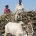 Sugarcane harvesting season starts on 15 november in maharashtra