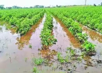 unseasonal rain damaged crops in bhor pune