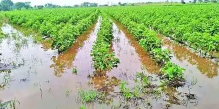 unseasonal rain damaged crops in bhor pune