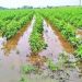 unseasonal rain damaged crops in bhor pune