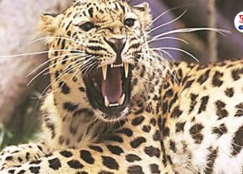 goat died leopard attack in bhor Pune