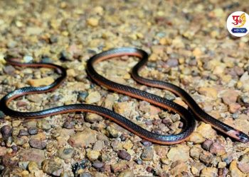 Rare Snake Specie of Powla snake found in indapur pune