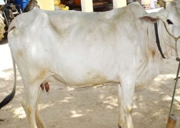 now cow will get 1500 per month subsidy solapur