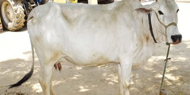 now cow will get 1500 per month subsidy solapur