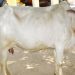 now cow will get 1500 per month subsidy solapur