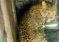 one more leopard caught in pimpri pendhar pune