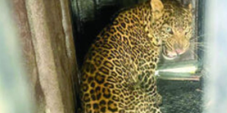 one more leopard caught in pimpri pendhar pune