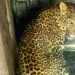 one more leopard caught in pimpri pendhar pune