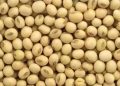 farmers in crisis as soyabean prices fall down